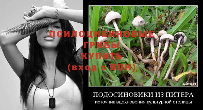 купить  цена  Рассказово  Псилоцибиновые грибы Psilocybine cubensis 